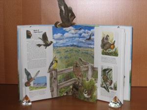 Pop-Up boek Vogels